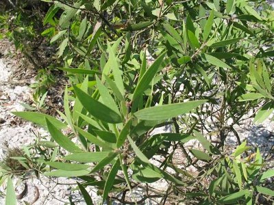 cây-tràm-gió-nguyên-liệu-chính-tạo-nên-dầu-tràm-bé-thơ